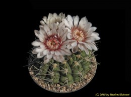 Gymnocalycium hossei 265